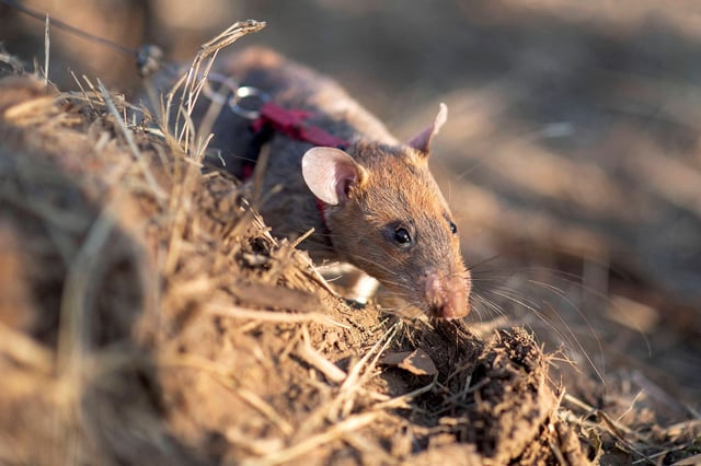 Ronin was born in Tanzania and deployed to Cambodia's Preah Vihear province, which has one of the highest landmine densities in the world.