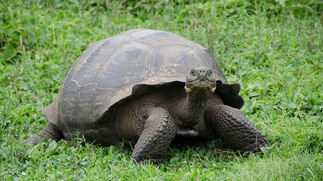 The Philadelphia Zoo successfully bred Galápagos tortoises