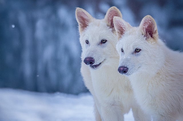 Picture of Colossal’s Dire Wolves; Romulus and Remus at age three months. Born 10/1/2024