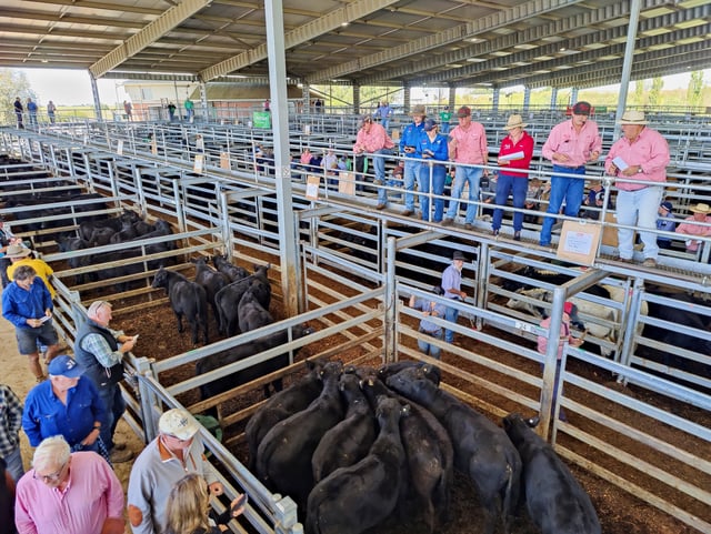 Auctioneers and prospective buyers attend a cattle auction in Moss Vale, Australia, April 3, 2025. REUTERS/Alasdair Pal/File photo