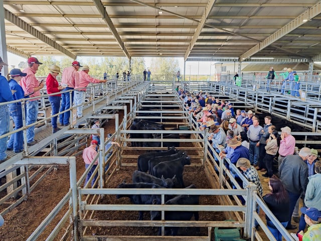 Auctioneers and prospective buyers attend a cattle auction in Moss Vale, Australia, April 3, 2025. REUTERS/Alasdair Pal/File photo