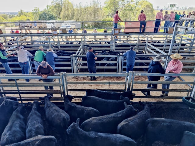 Prospective buyers wait for the start of a cattle auction in Moss Vale, Australia, April 3, 2025. REUTERS/Alasdair Pal/File Photo