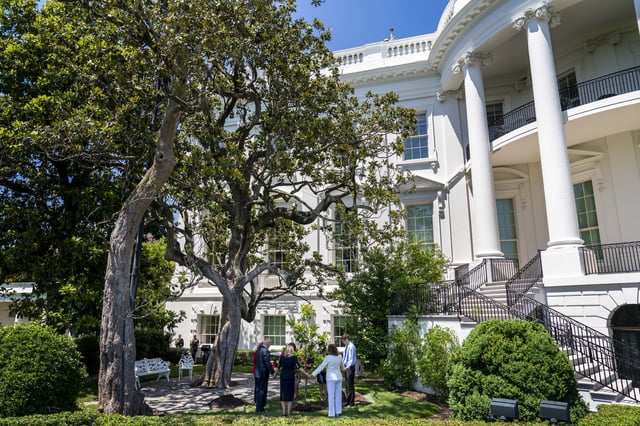 FILE - The magnolia planted on the South Lawn by President Andrew Jackson is seen at left as President Joe Biden, from left, and first lady Jill Biden, joined by surviving families of service members, hold hands in prayer around a newly planted magnolia tree during a ceremony on the South Lawn of the White House in Washington, Monday, May 30, 2022. The new tree was grown from a seed from the original. (AP Photo/Andrew Harnik, File)