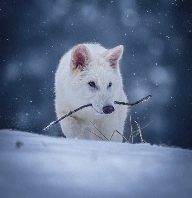 A genetically modified wolf juvenile, one of three successfully bred by reconstructing a genome from the ancient DNA of fossils from the dire wolf which had been extinct for over 12,500 years by Colossal Biosciences, billed as "the world’s only de-extinction company", is seen at age three months after his October 1, 2024 birth, at a secure site in the northern United States.        Colossal Biosciences/Handout via REUTERS.