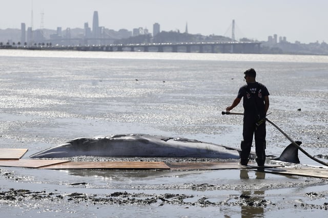 An Alameda County firefighter hoses down a juvenile Minke whale that was beached on the shores of Emeryville on Tuesday, April 8, 2025.