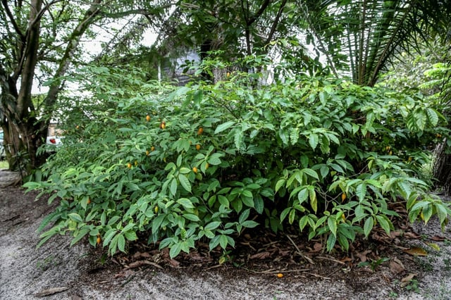 The iboga tree, the source of a psychoactive extract used in Gabonese spiritual practices and in new types of addiction treatment