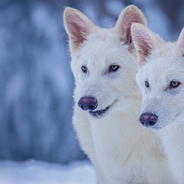 Dire wolves Romulus and Remus next to each other in the snow at five months old.