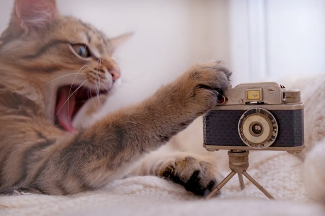 A stock image shows a cat handling a toy camera.