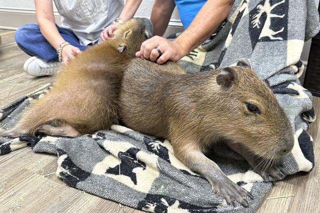 A capybara gets scratches from visitors at the Capybara Cafe in St. Augustine, Fla., March 14, 2025. (AP Photo/Mike Schneider)