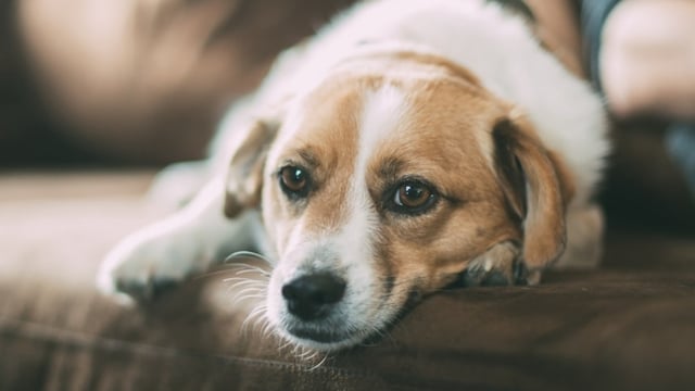 Blue Ridge Beef issues recall of popular pet food over health risks (Unsplash - representational image)