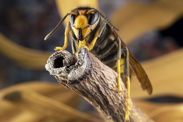Asian hornets can be recognised by their orange faces, yellow-tipped legs and darker bodies (Photo: Nicolas Reusens/Moment RF via Getty Images)