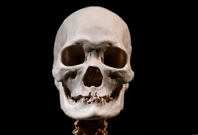 STOCK IMAGE: This image does not reflect the human fragments in this story. A human skull is on display at the &#39;Casino de la Exposicion&#39; cultural center in Seville on November 30, 2017, on the eve of the opening of the exhibition &#34;Animals Inside Out.&#34;