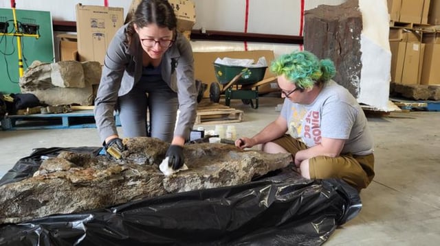 Calla Scott and Teague Dickson consolidating the Ruopodosaurus holotype before moulding in Aug2024: Royal BC Museum fossil preparator Calla Scott and former University of Victoria MSc student Teague Dickson apply consolidants to the type specimen of Ruopodosaurus before making a silicone mould in August 2024.