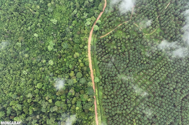 A forest and oil palm plantation in Indonesia. Image by Rhett A. Butler/Mongabay.