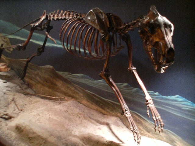 Dire wolf. Credit: Cory Doctorow via CC-BY-SA-2.0
