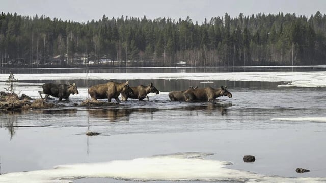 This undated photo, issued by SVT, shows Moose in Junsele, Sweden during preparations for the livestream 'The Great Moose Migration' to document the annual Moose migration near Kullberg in northern Sweden. (SVT via AP)