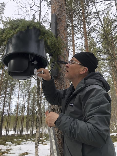 This undated photo, issued by SVT, shows preparations in Junsele, Sweden for the livestream 'The Great Moose Migration' to document the annual Moose migration near Kullberg in northern Sweden. (SVT via AP)
