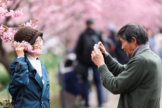 A man takes a photograph of a woman next to a bloom Kawazu zakura cherry tree on March 2, 2025, in Kawazu, Japan.
