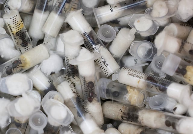 Samples of garden ants concealed in syringes are presented to court as two Belgian nationals, a Vietnamese and a Kenyan national appeared for the hearing of their case, after they pleaded guilty to illegal possession and trafficking of garden ants, at the Jomo Kenyatta International Airport (JKIA) Law Courts, in Nairobi, Kenya, April 15, 2025. REUTERS/Monicah Mwangi