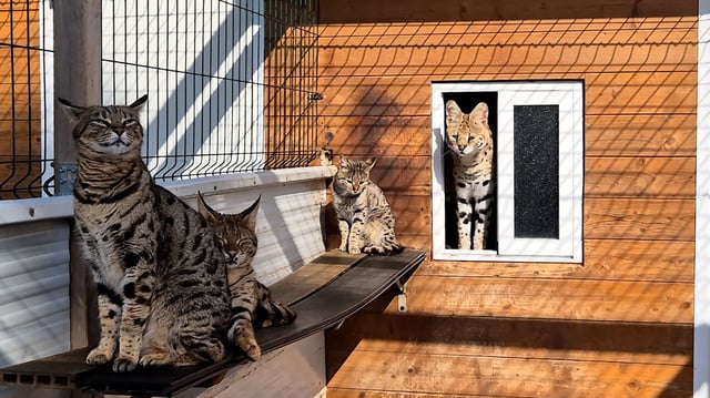 The Civil Guard, as part of Operation Kotach, carried out in Valencia, has arrested two people in the town of Manacor (Mallorca) and investigated another for selling various species of exotic animals through internet portals.