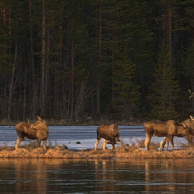 This undated photo, issued by SVT, shows Moose in Junsele, Sweden during preparations for the livestream 'The Great Moose Migration' to document the annual Moose migration near Kullberg in northern Sweden. (SVT via AP)