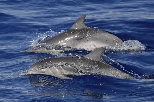 File photo of dolphins, taken in Sao Miguel, Portugal, in 2016.