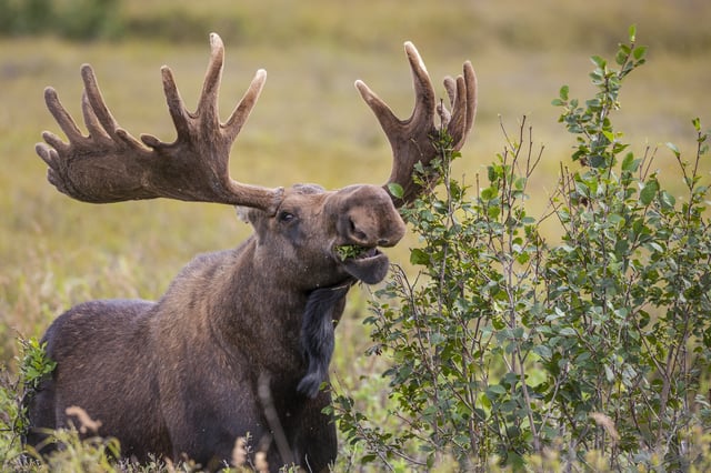 Denali National Park, interior, Alaska.