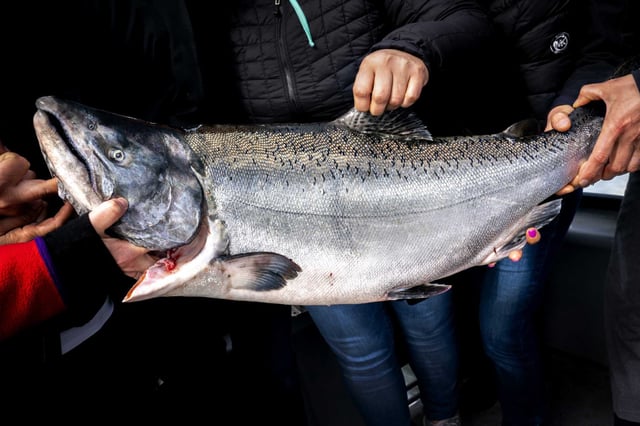 A chinook salmon caught on the Wacky Jacky fishing boat in 2018. Commercial salmon fishing will be banned for the third year in a row in California
