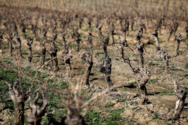 The OIV said production had been hit environmental extremes