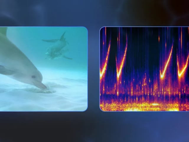 Google DolphinGemma