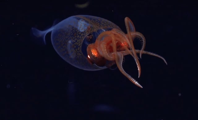 first footage colossal squid