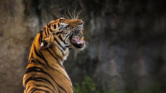 The tiger then sat in the jungle, keeping its paw on the child’s neck for an extended period. After a strenuous effort, the forest officials managed to scare the tiger away and recovered the child’s body. (Representational image)