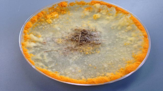 Neurospora crassa, the fungus species which the scientists worked with.