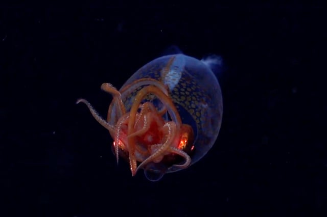An image of a nearly one-foot-long colossal squid, which was caught on camera live for the first time in its natural environment in the South Sandwich Islands in the South Atlantic Ocean.