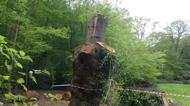The felling was described by an ecology expert as “the worst example I’ve ever seen of inappropriate tree surgery”