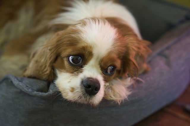 Billie, a Cavalier King Charles Spaniel, rests in Binyamina, Israel, on Wednesday, April 16, 2025. Israeli soldiers found Billie in the Gaza Strip 18 months after she disappeared during Hamas' attack on Nir Oz in Binyamina, Israel. (AP Photo/Ariel Schalit)