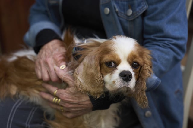 Rachel Dancyg holds her dog, Billie, on Wednesday, April 16, 2025. Israeli soldiers found Billie in the Gaza Strip, 18 months after she disappeared during Hamas' attack on Dancyg's Kibbutz of Nir Oz, in Binyamina, Israel. (AP Photo/Ariel Schalit)
