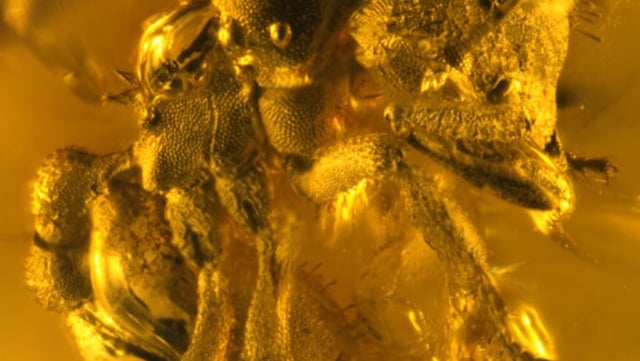 Illustration of the process of volume rendering and measurement taken using volume renderings of Basiceros enana. Image credit: Fiorentino et al., doi: 10.1098/rspb.2024.2171.