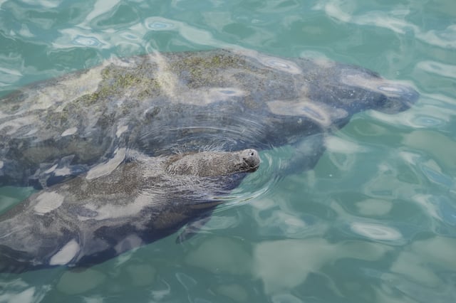 FILE - A baby manatee swimming beside its mother comes to the surface to breathe, at Manatee Lagoon, in Riviera Beach, Fla., Jan. 10, 2025. (AP Photo/Rebecca Blackwell, File)