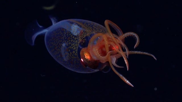 Le calamar colossal a été filmé courant mars par une équipe de scientifiques près des îles Sandwich du Sud.