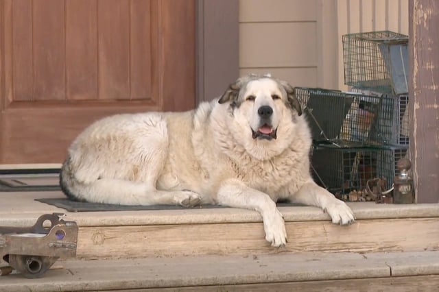Buford, an Anatolian Pyrenees, normally patrols his land and wards off coyotes.
