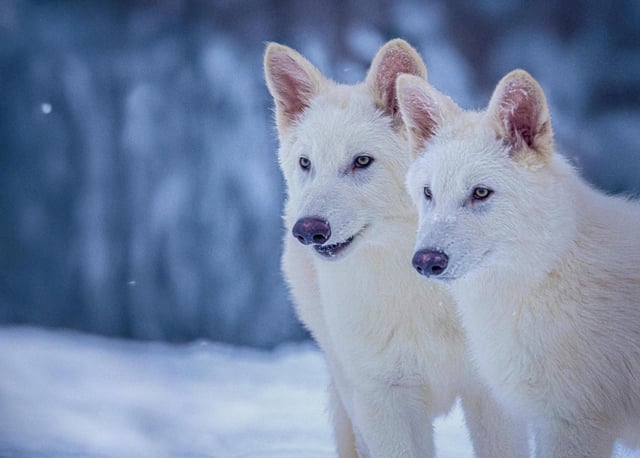 This undated photo provided by Colossal Biosciences shows Romulus and Remus, both 3-months old and genetically engineered with similarities to the extinct dire wolf. (Colossal Biosciences via AP)
