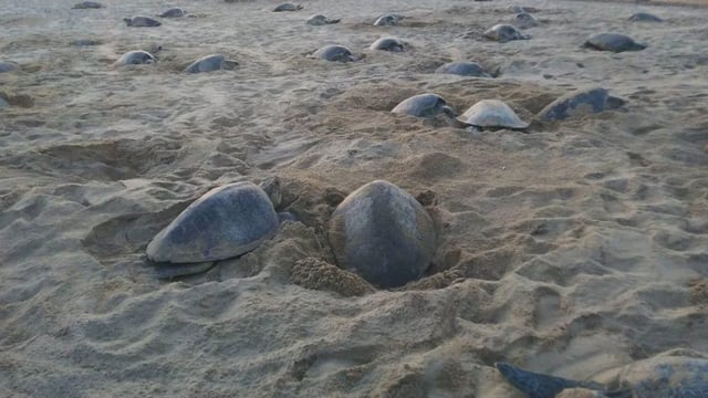 Mass nesting of turtles (Photo: SNS)
