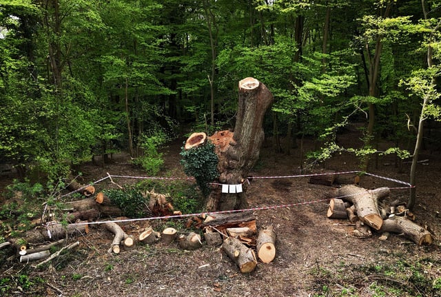 A centuries old oak tree in Enfield that has been cut down by a Toby Carvery in Enfield, London.