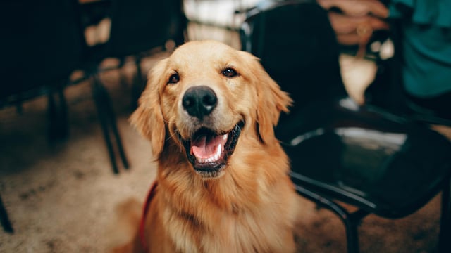 The man, according to reports, had claimed that he had imported the world's most expensive dog -- a cross-breed of a Caucasian Shepherd and Wolf. 