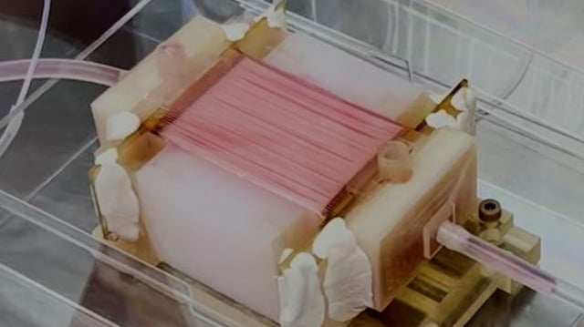 Perfusion in the bioreactor