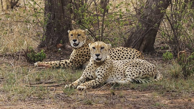Two cheetahs from Kuno National Park, said to be the species' original home in the nation, would be relocated.