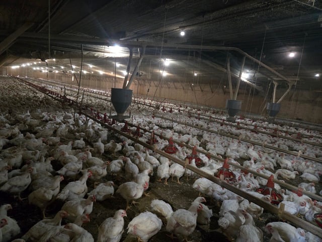 At its peak in 2019, the Soleil Farm in Oglethorpe, Georgia, raised about 150,000 chickens, half for eggs and half for the poultry. But Jeff Le's family farm came under threat in 2022 from the worst avian flu in U.S. history. Three years later, America is still struggling with another bird flu strain that has infected humans and caused egg prices to hit record highs.