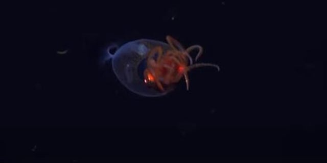 Image d’un calmar colossal juvénile enregistrée par un véhicule télécommandé.