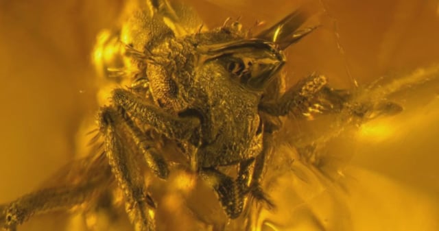 Photomicrograph of Basiceros enana, a newly discovered extinct dirt ant species preserved in Dominican amber, formed from tree resin that fossilized millions of years ago. Credit: Gianpiero Fiorentino (NJIT)